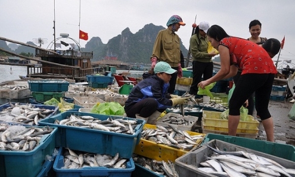 Đã có kết quả về mức độ an toàn hải sản tại 4 tỉnh miền trung
